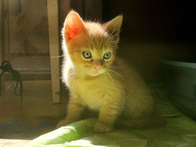 Кошеня хлопчик вік 1 місяць