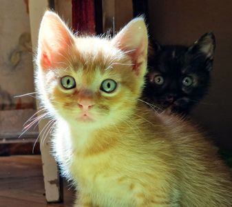 Кошеня хлопчик вік 1 місяць