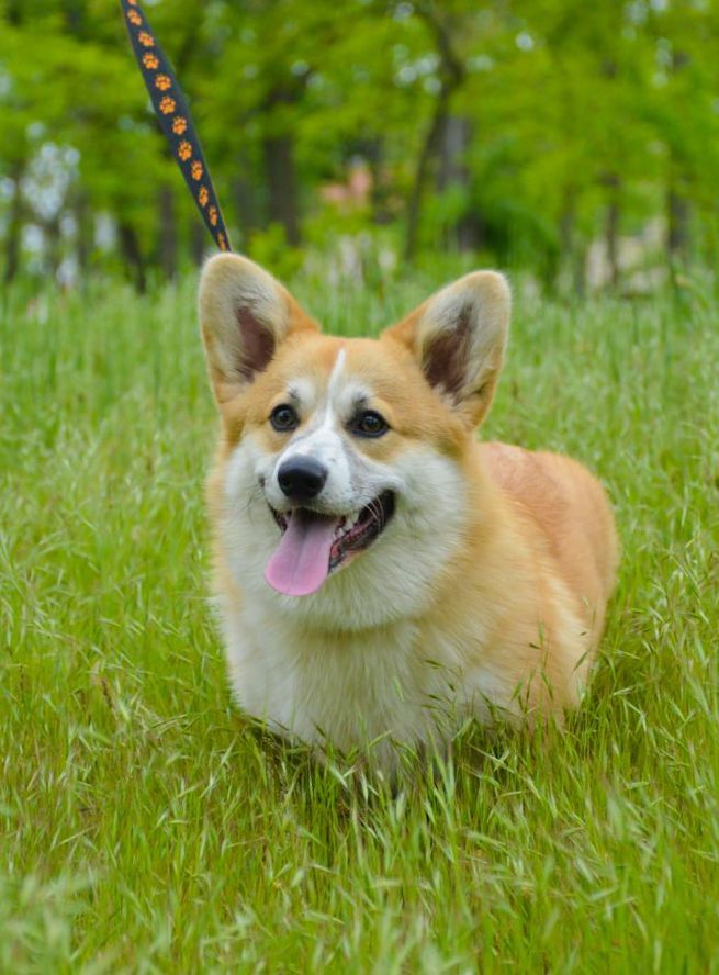 Вельш-коргі