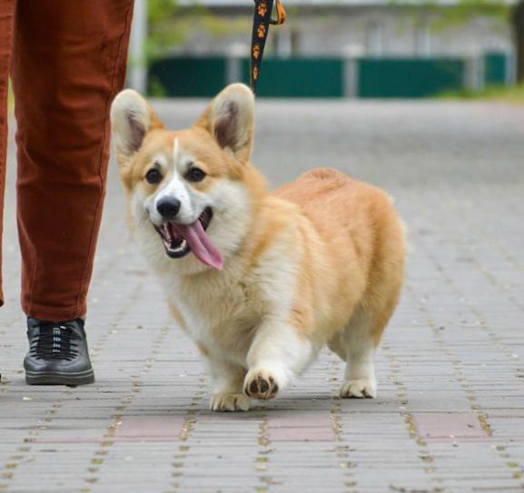 Вельш-коргі