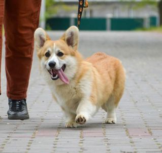 Вельш-коргі
