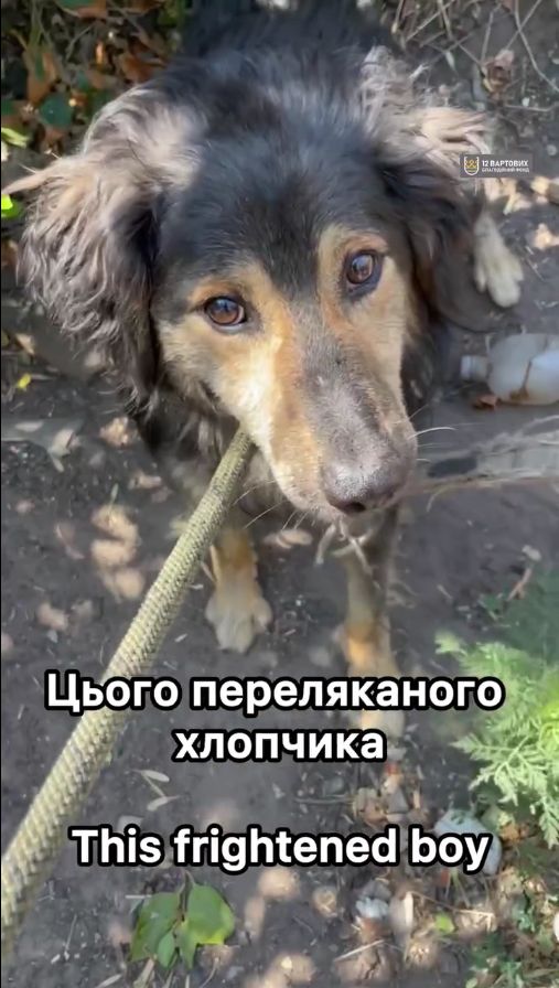 Пухнастий песик з Райського