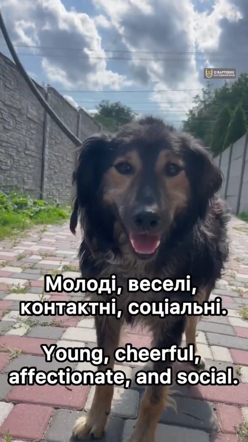 Пухнастий песик з Райського
