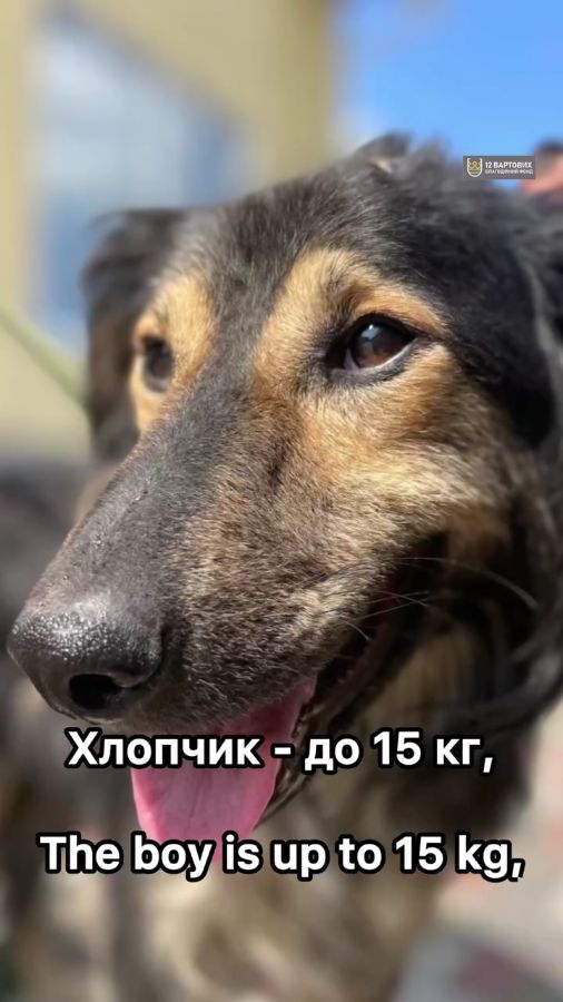 Пухнастий песик з Райського