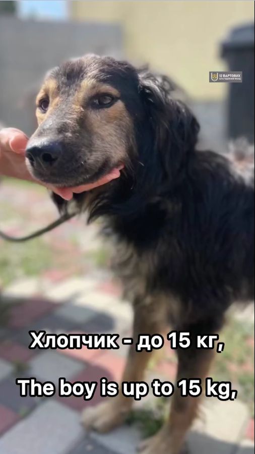 Пухнастий песик з Райського