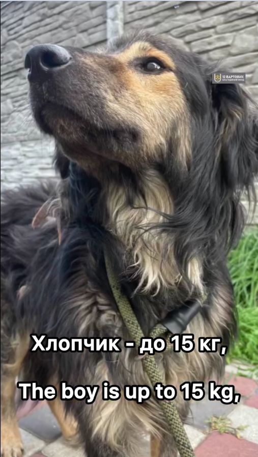 Пухнастий песик з Райського