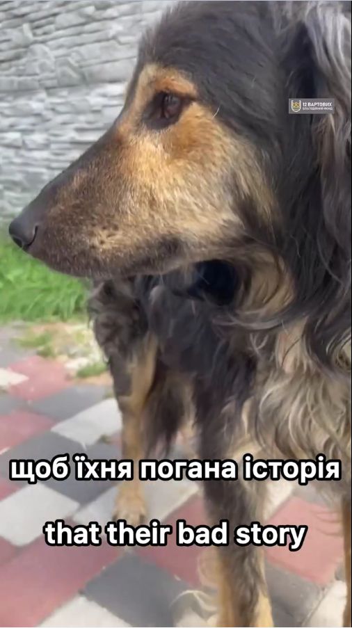 Пухнастий песик з Райського