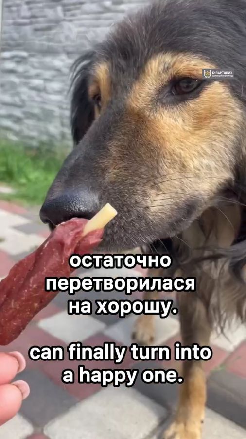 Пухнастий песик з Райського