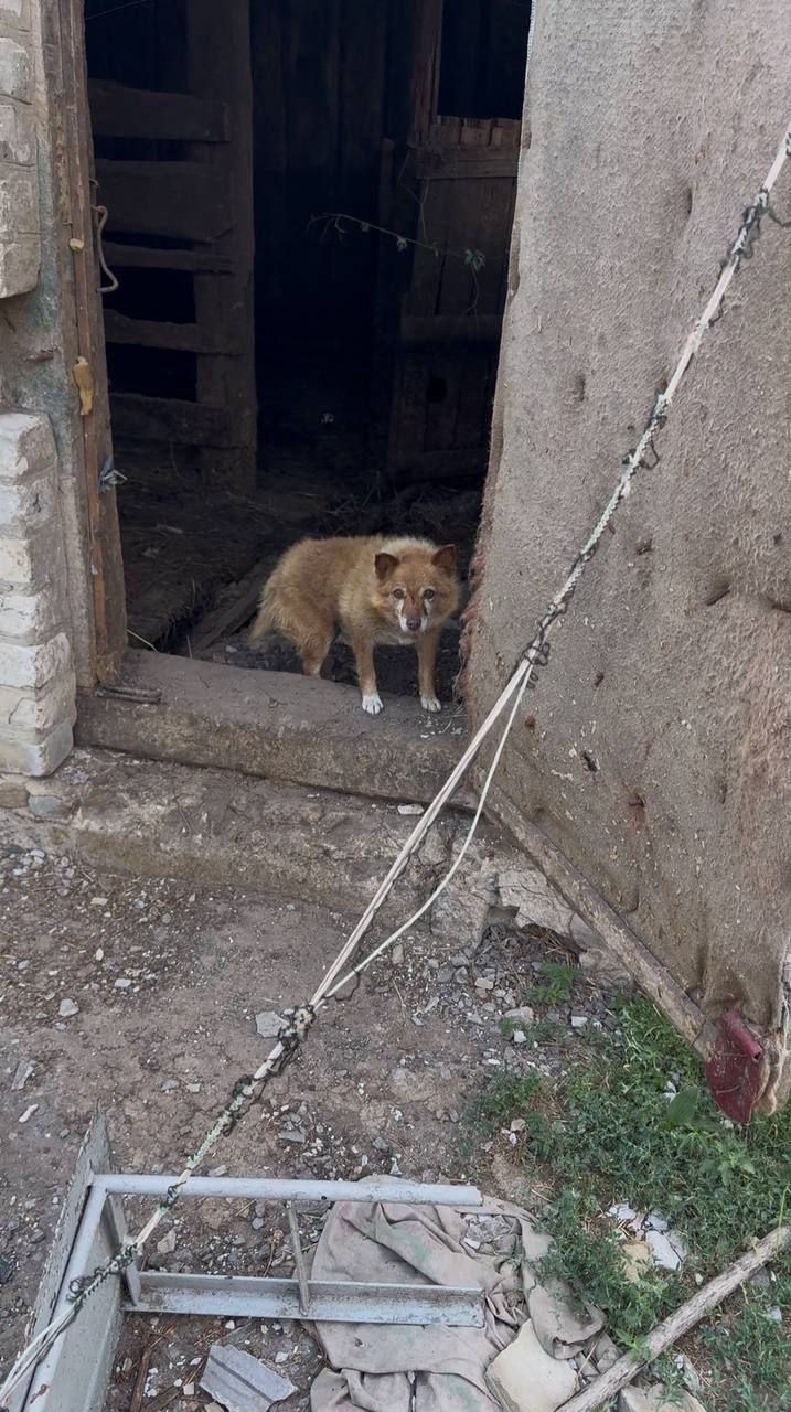 Пес-лисичка з Райського