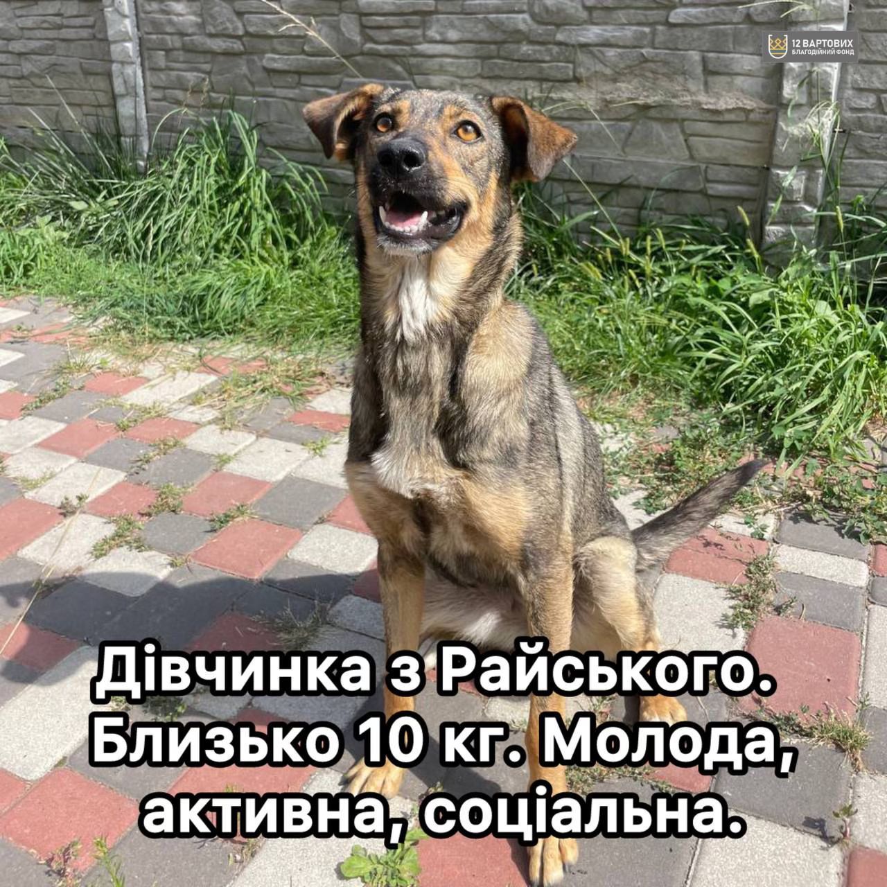 Коричнева собака з Райського