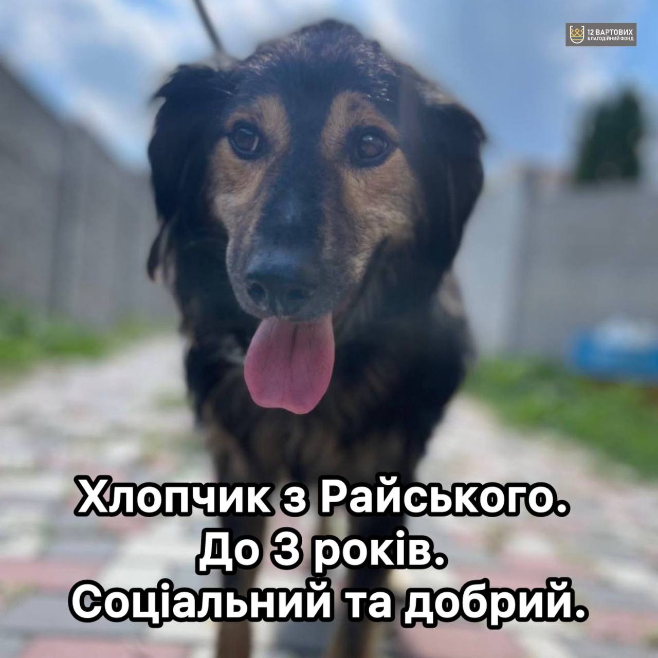 Пухнастий песик з Райського