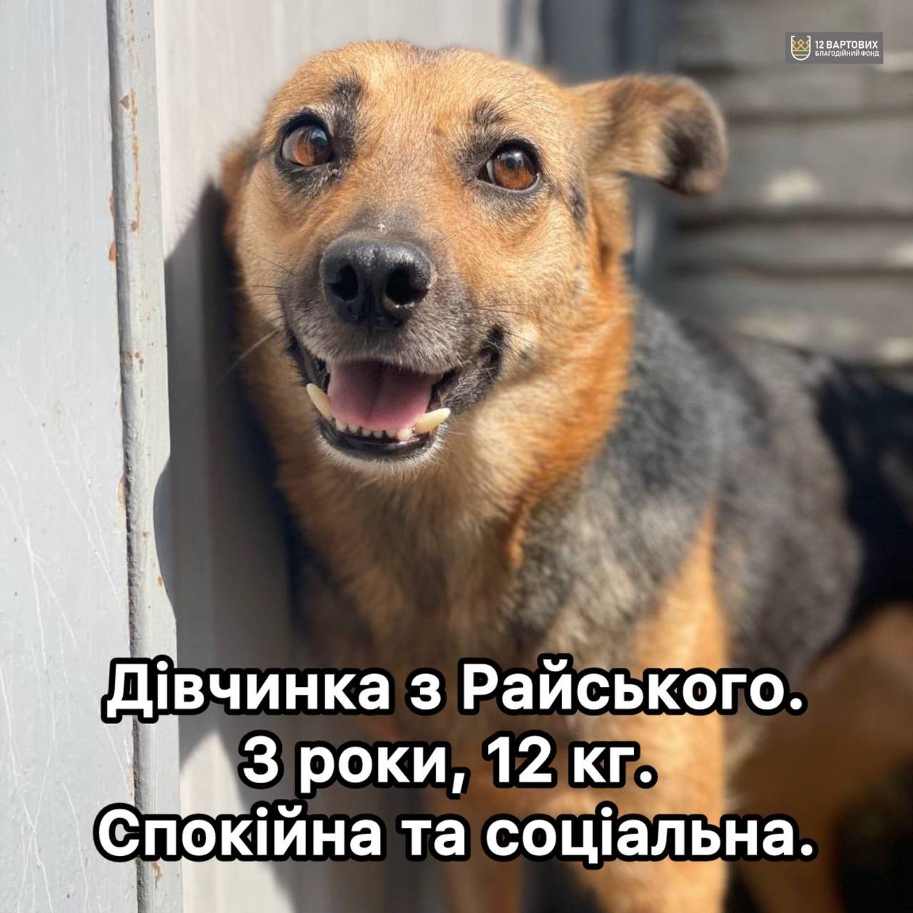 Чорно-руда собака з Райського