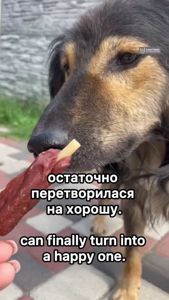 Пухнастий песик з Райського
