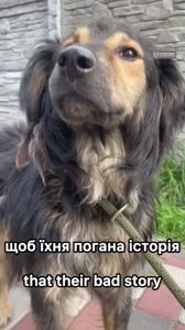 Пухнастий песик з Райського