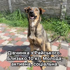 Коричнева собака з Райського