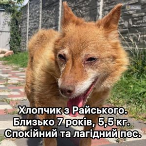 Пес-лисичка з Райського