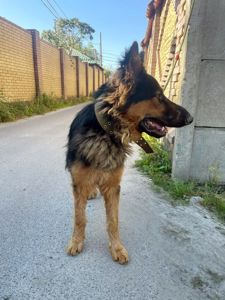 Німецький вівчур Шериф