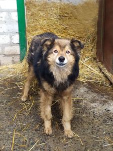 Пухнастий пес Кузя