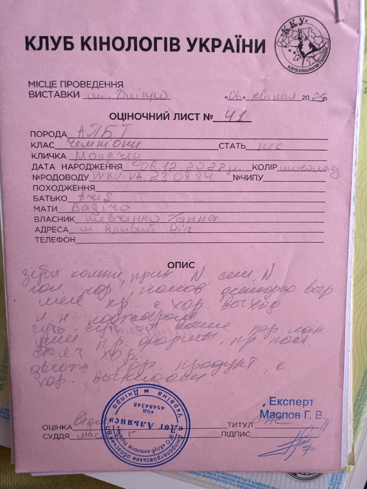 Вʼязка. Американский пітбультерʼєр.ККУ