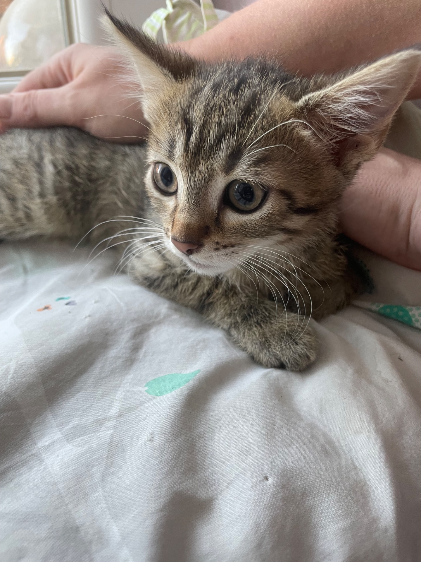 котенок
