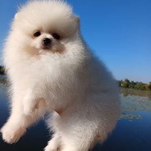 Щенки Померанского щенка мини