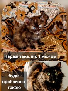 КОТОАмулет дівочого щастя фантастичного окрасу