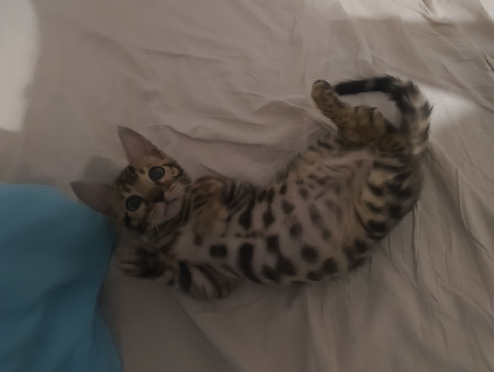 Кошенята бенгали