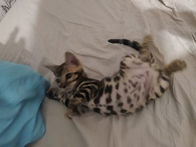Кошенята бенгали