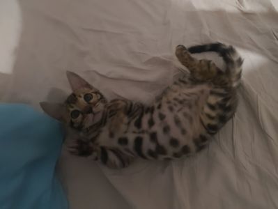 Кошенята бенгали