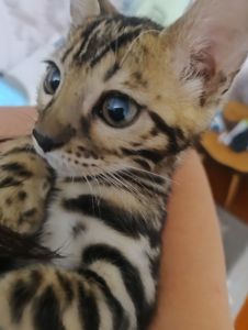 Кошенята бенгали
