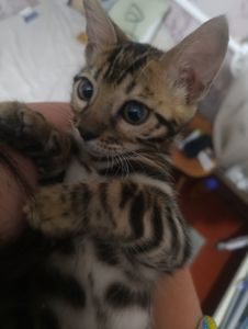 Кошенята бенгали