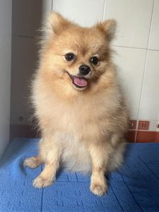 Померанский шпиц мальчик