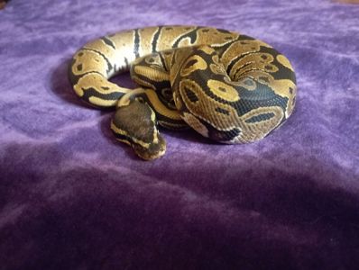 королівский пітон. Нормал. Самець