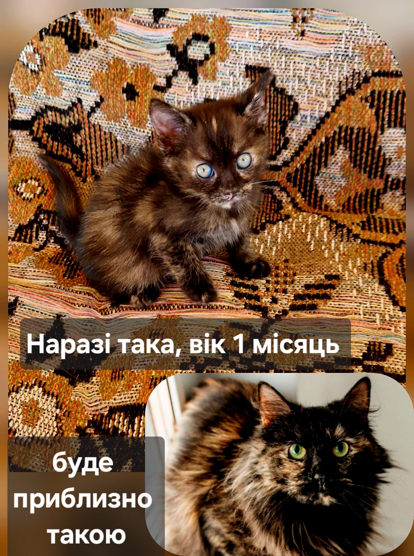 Кошеня Дівча 1 вік