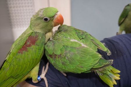 Александрийский попугай, зеленый кольчатый попугай ручные