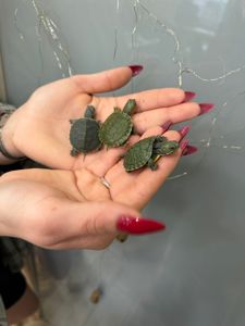 Червоновуха черепаха, красноухая черепаха, водяна черепаха маленька