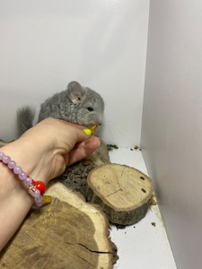 Шиншиллы малыши