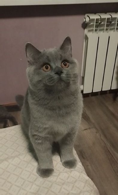 Кошенята шотландські
