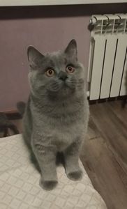 Кошенята шотландські
