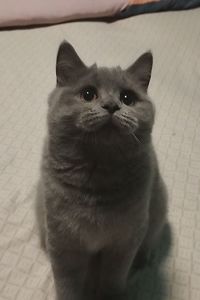 Кошенята шотландські