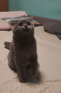 Кошенята шотландські