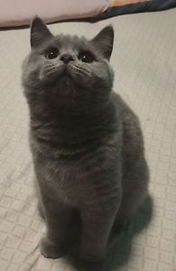 Кошенята шотландські