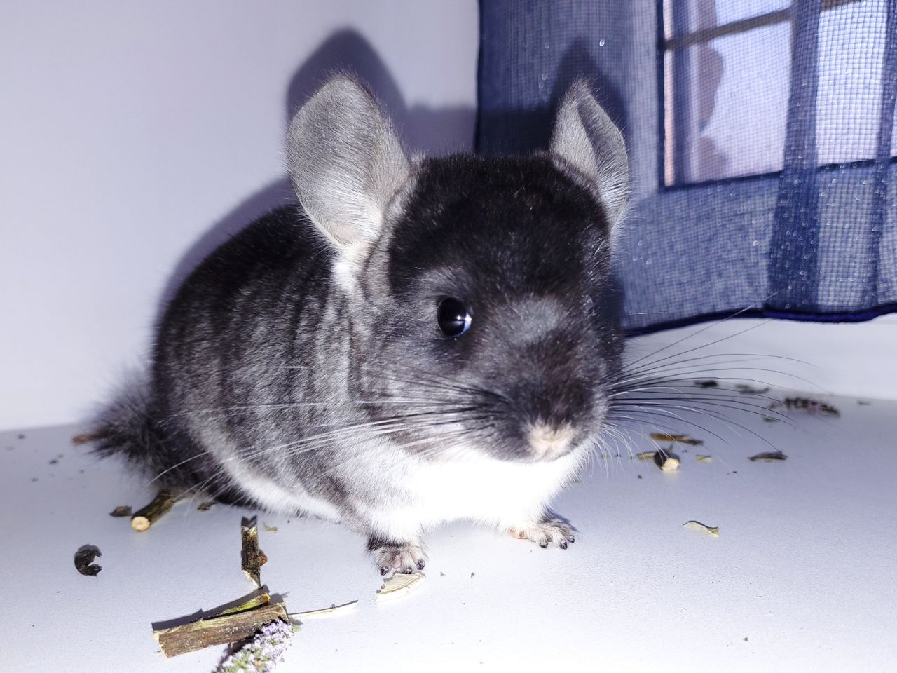 Чорний хлопчик 🖤