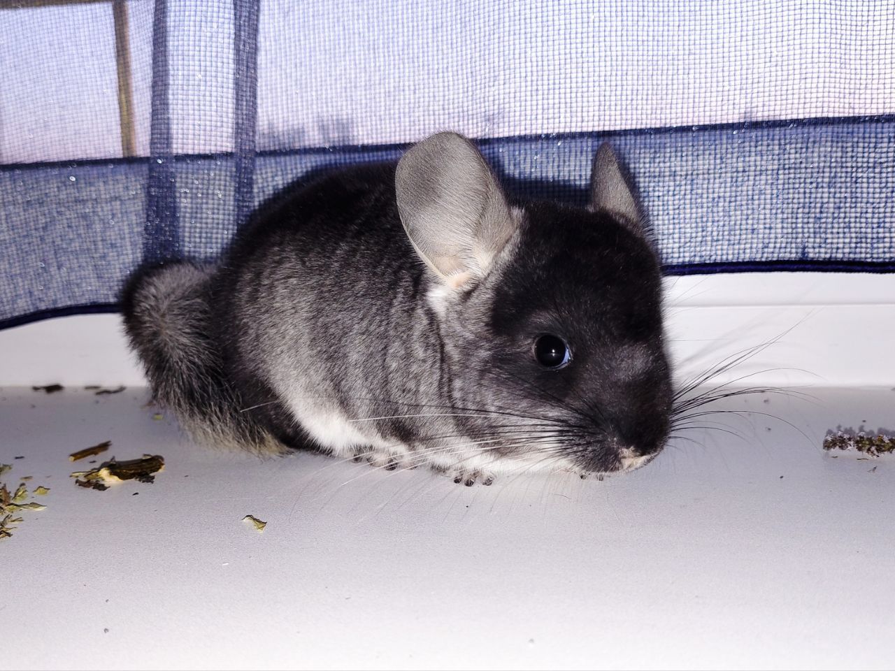Чорний хлопчик 🖤