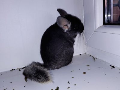 Чорний хлопчик 🖤