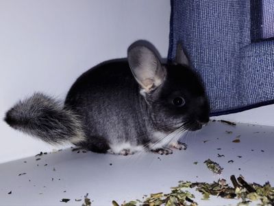 Чорний хлопчик 🖤