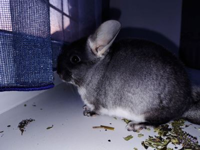 Чорний хлопчик 🖤