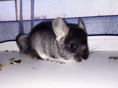 Чорний хлопчик 🖤