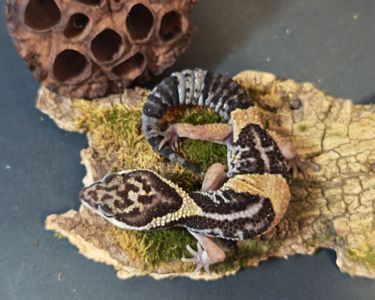E.Hardwickii