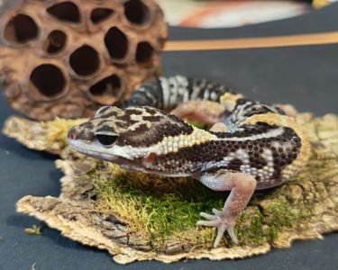 E.Hardwickii